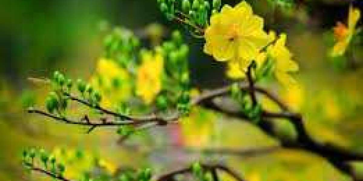 Hoa Mai Vàng - Biểu Tượng Mùa Xuân Phương Nam